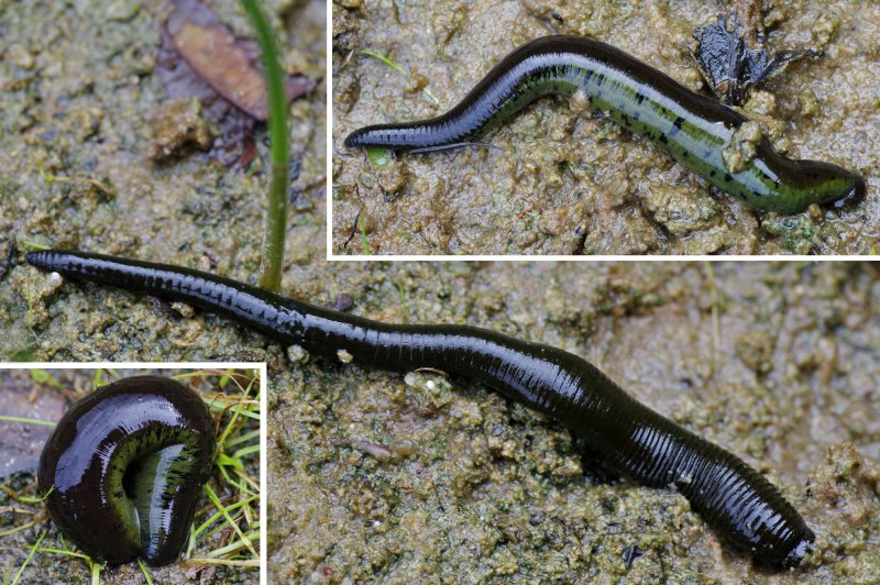 Haemopis sanguisuga