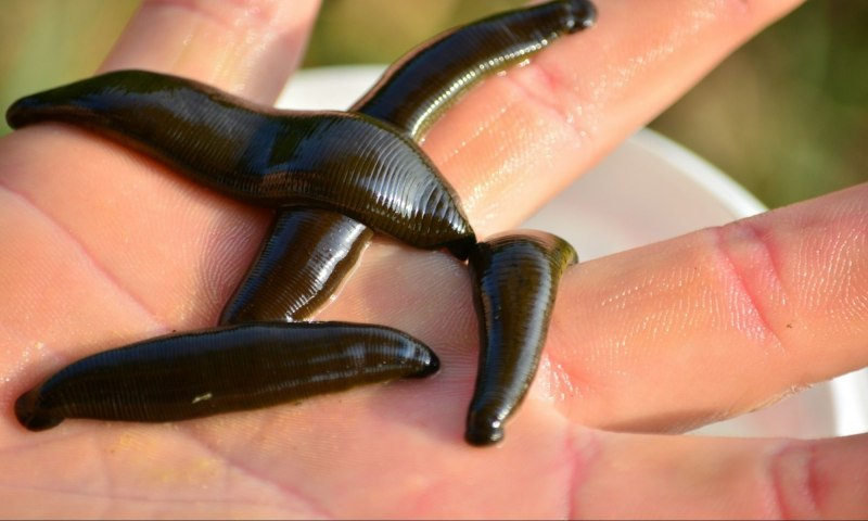 Конская (Нильская) пиявка (Limnatis nilotica)