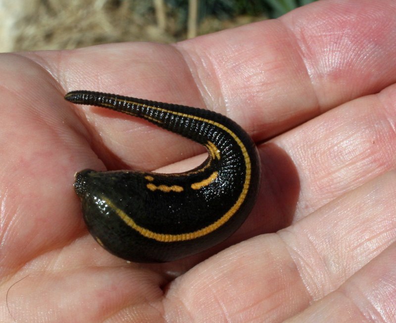 Малая Ложноконская пиявка Erpobdella octoculata