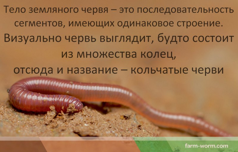 Дождевые черви личинки