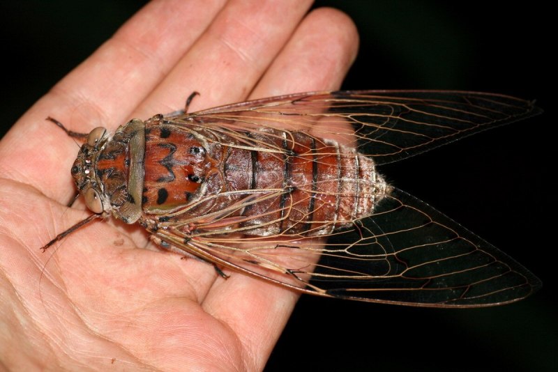 Мухи Piophilidae