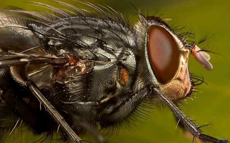 Bactrocera dorsalis