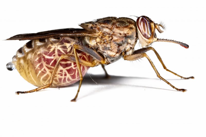 Серые мясные мухи Sarcophagidae