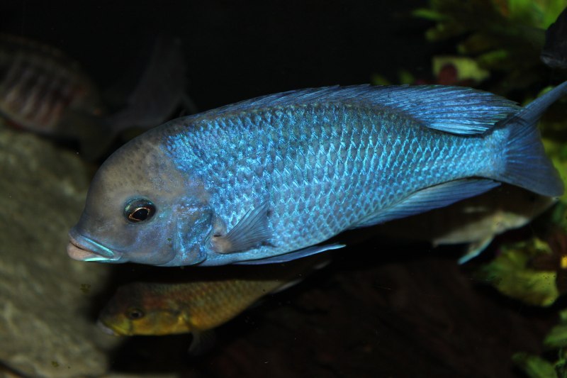 Cyrtocara moorii