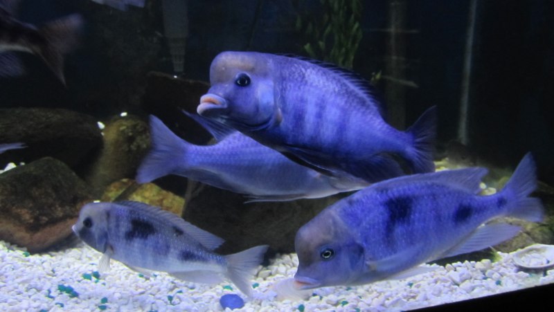 Cyrtocara moorii