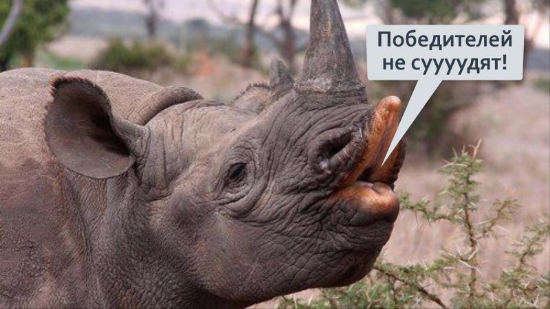 Носорог бежит