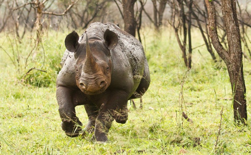 Бешеный носорог (57 фото)