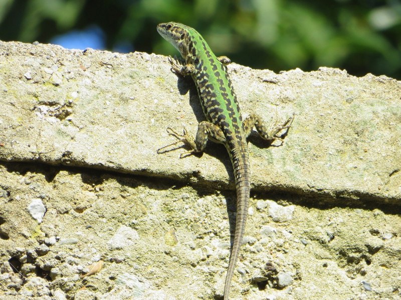 Самец Lacerta Agilis