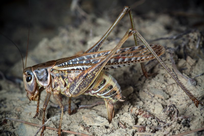 Decticus verrucivorus