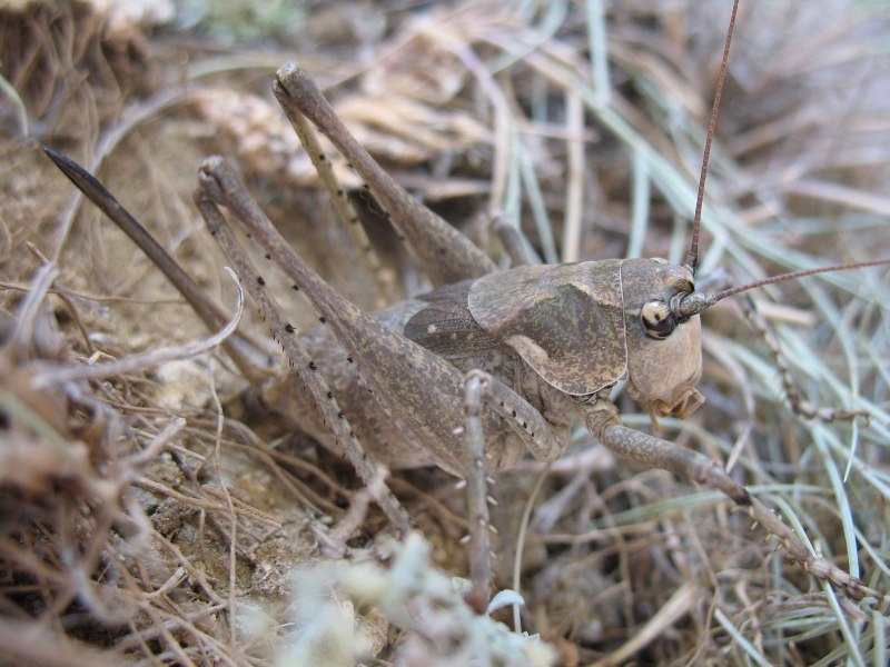 Кузнечик белолобый Decticus albifrons