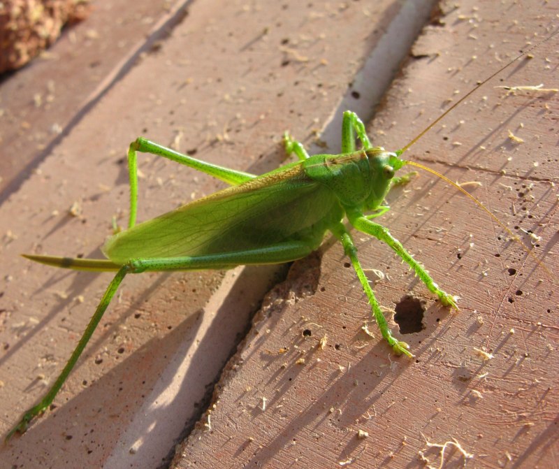 Кузнечик похожий на палочника Horsehead Grasshopper