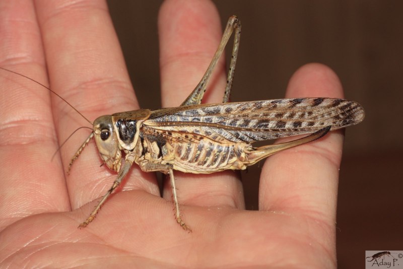 Кузнечик белолобый Decticus albifrons f.