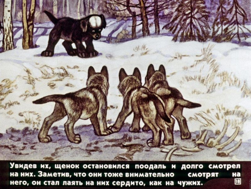 Саранча самец