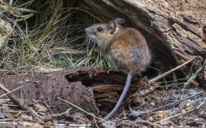 Маленький мышонок фото