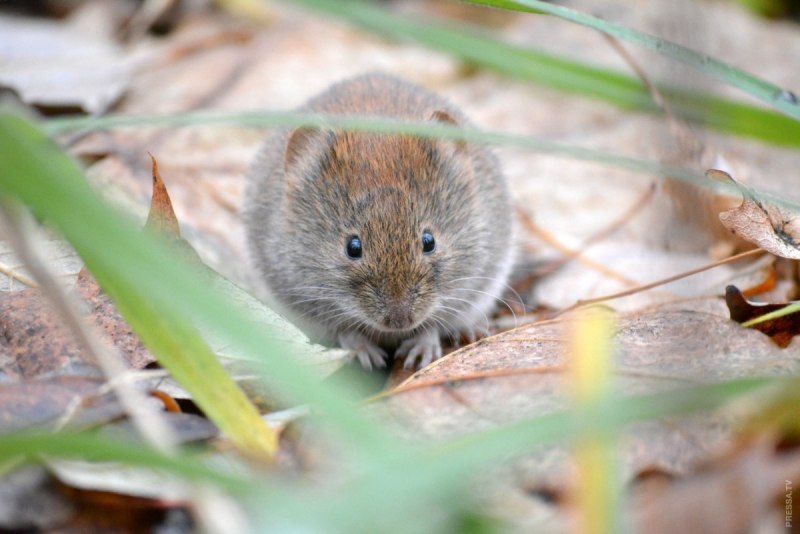 Жёлтогорлая мышь