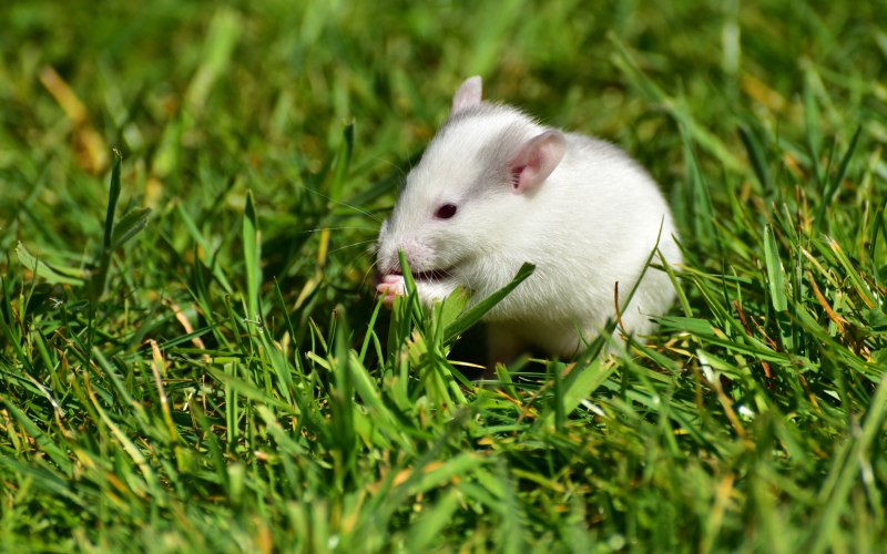 Мышка животное