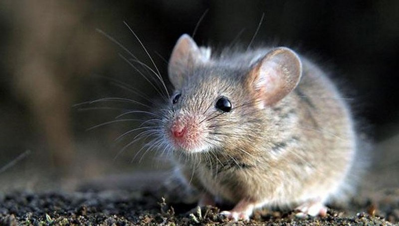 Мышь с коротким хвостом