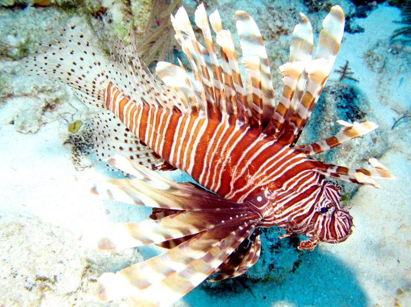 Рыба Pterois volitans