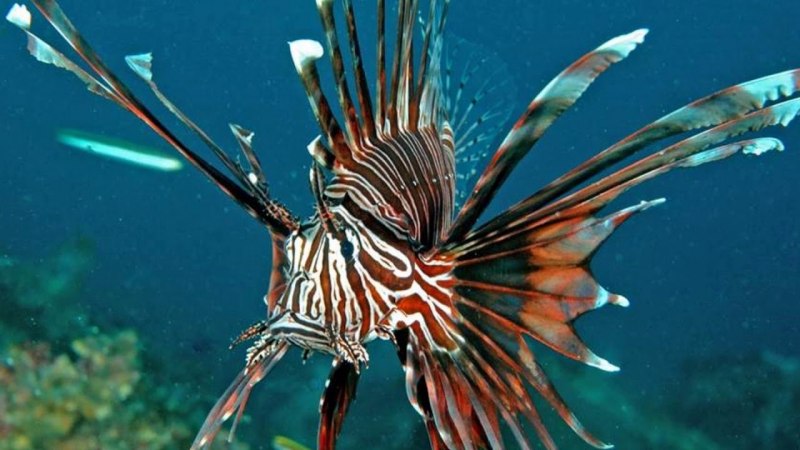 Крылатка Pterois volitans