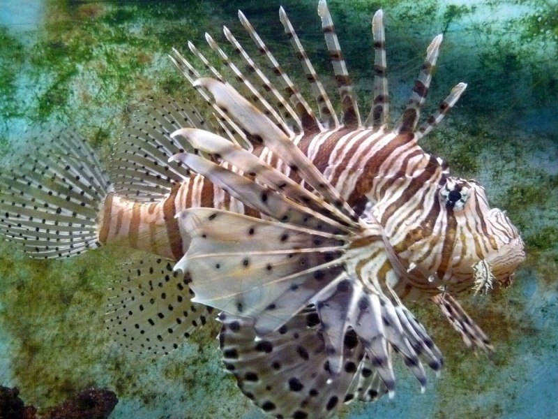 Ядовитые морские рыбы Крылатки