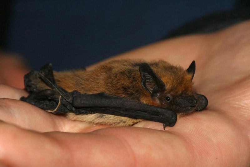 Craseonycteris thonglongyai