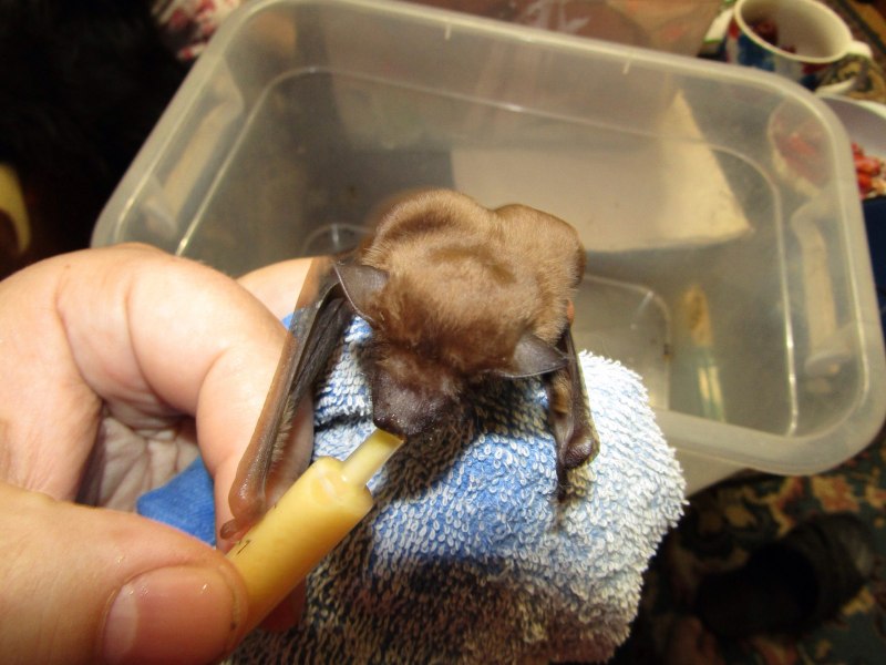 Гигантская вечерница Nyctalus lasiopterus