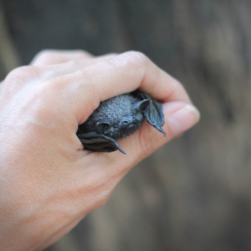 Pipistrellus murrayi