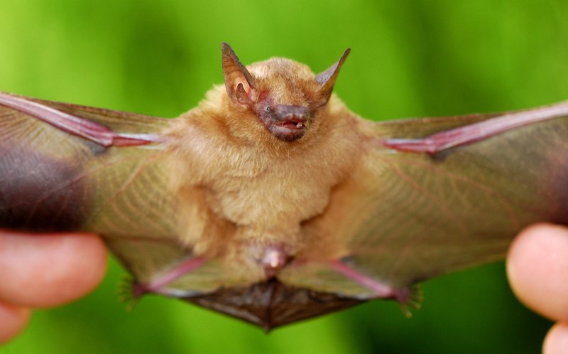 Pipistrellus murrayi