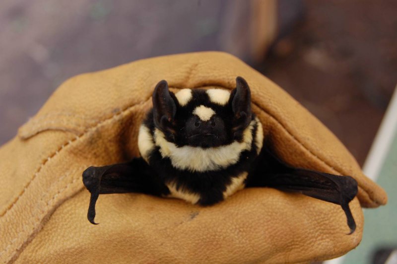 Кожан двухцветный (Vespertilio murinus)
