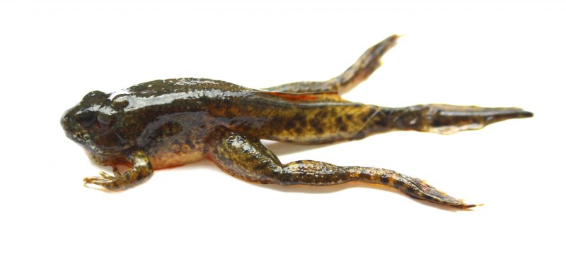 Tadpole Froglet Frog
