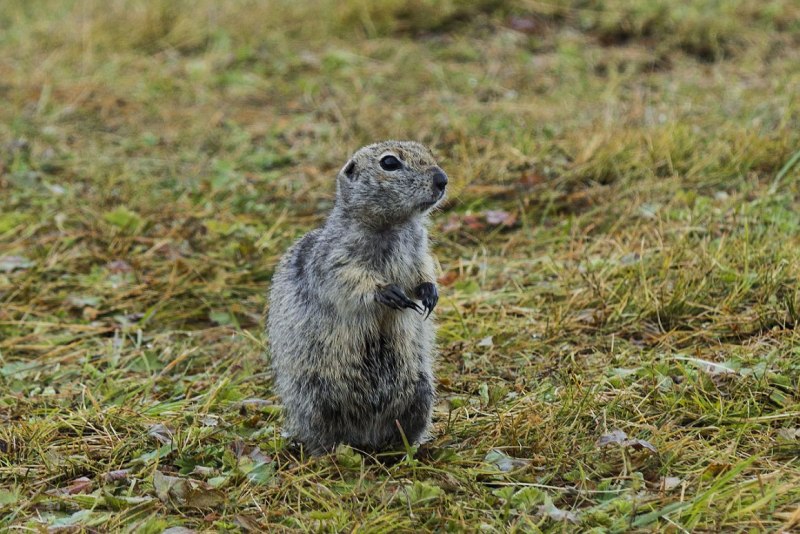 Камчатский сурок евражка