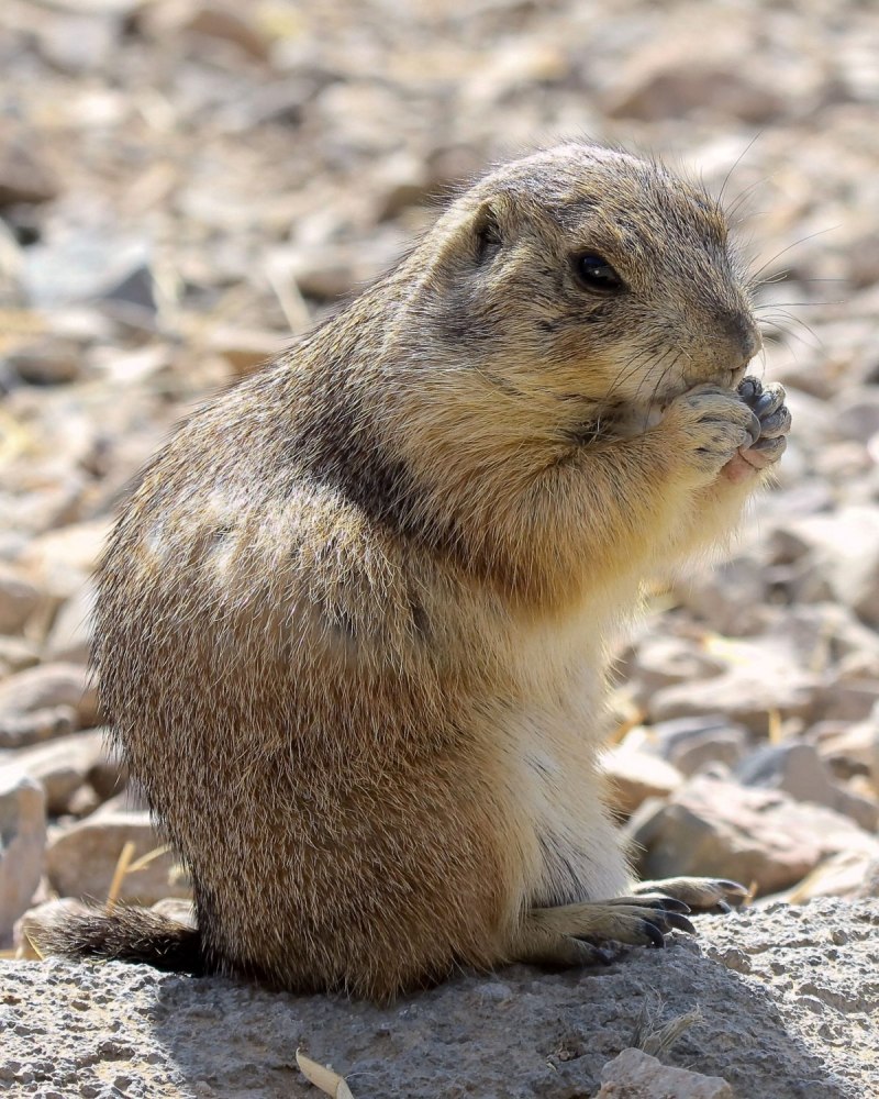 Камчатский суслик евражка