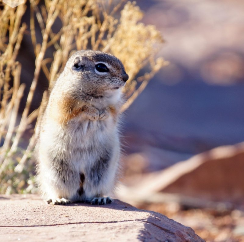 Тонкопалый суслик