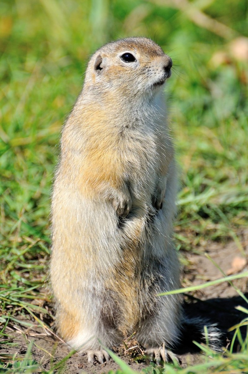 Альпийский сурок Мармот