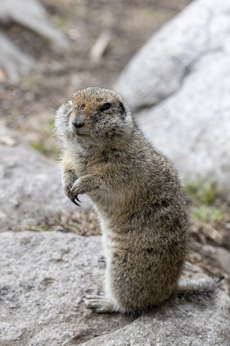 Тарбаган монгольский сурок