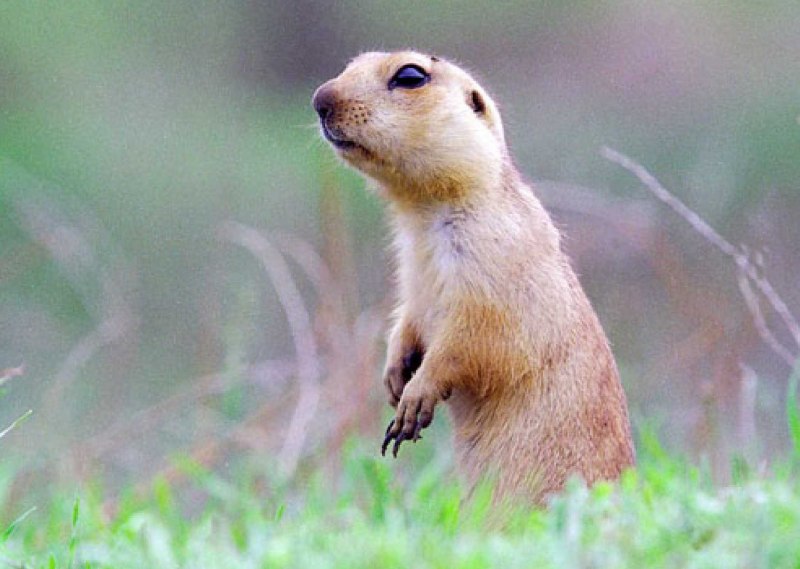 Айдахский суслик