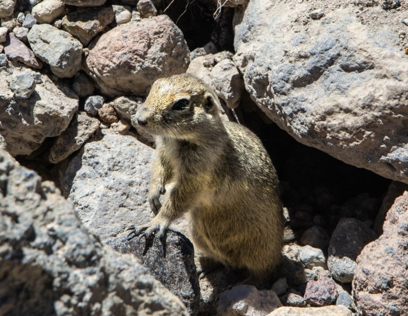 Берингийский суслик