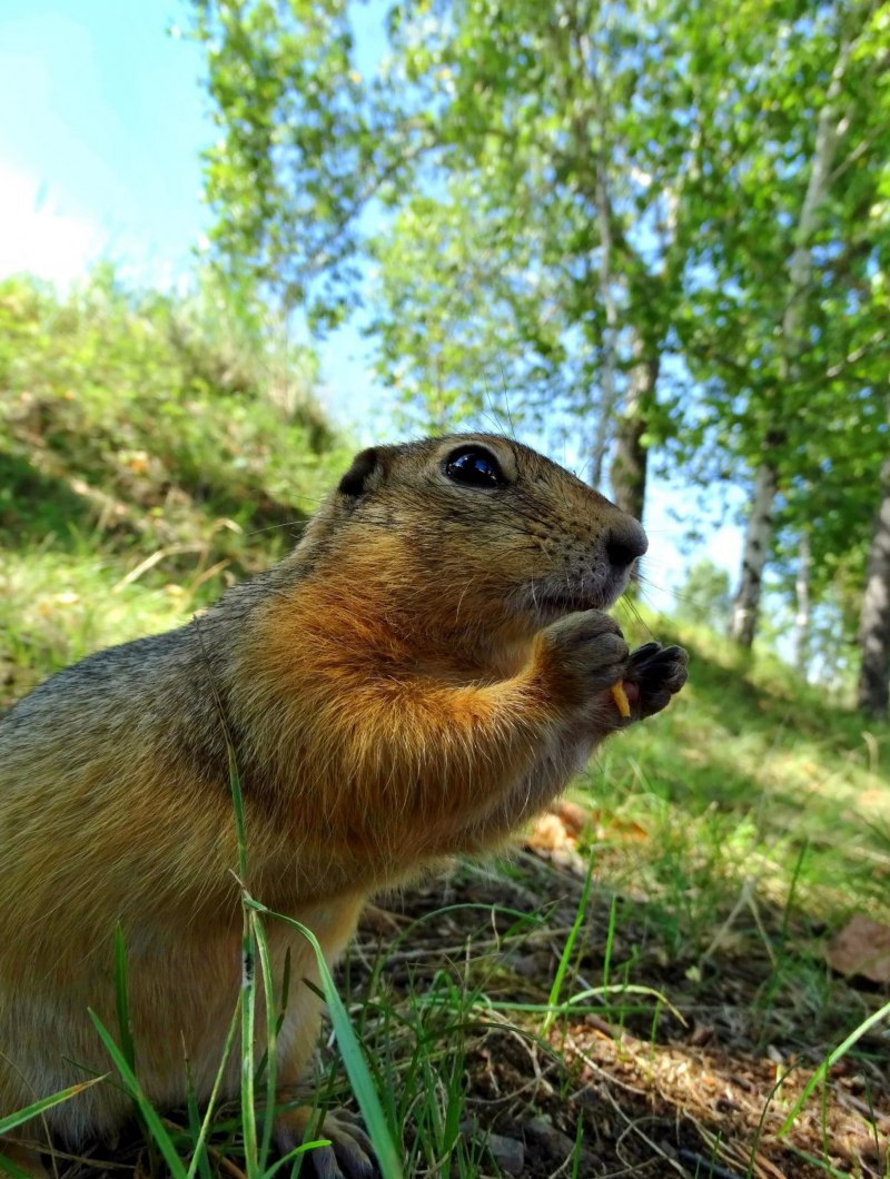 Крапчатый суслик