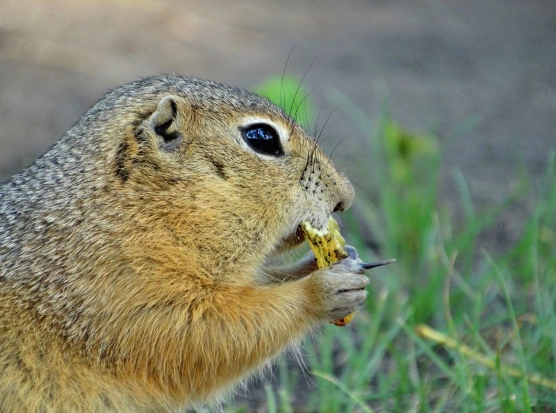 Камчатский суслик евражка