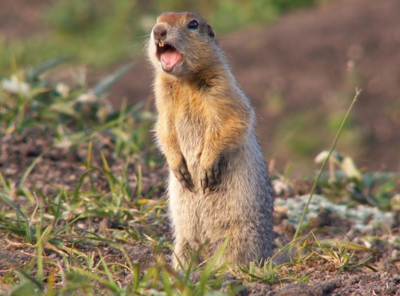 Берингийский суслик