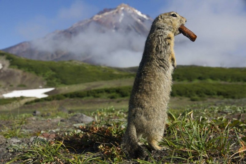 Китайская собачка грызун