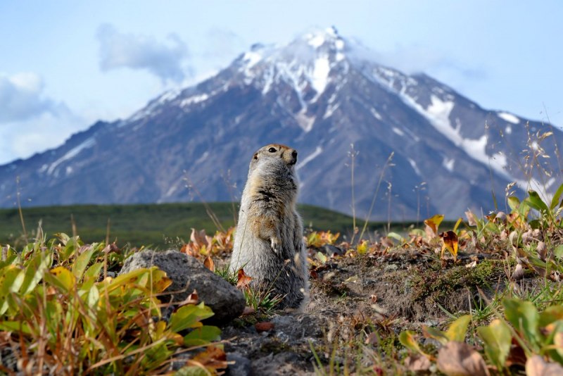 Альпийский суслик