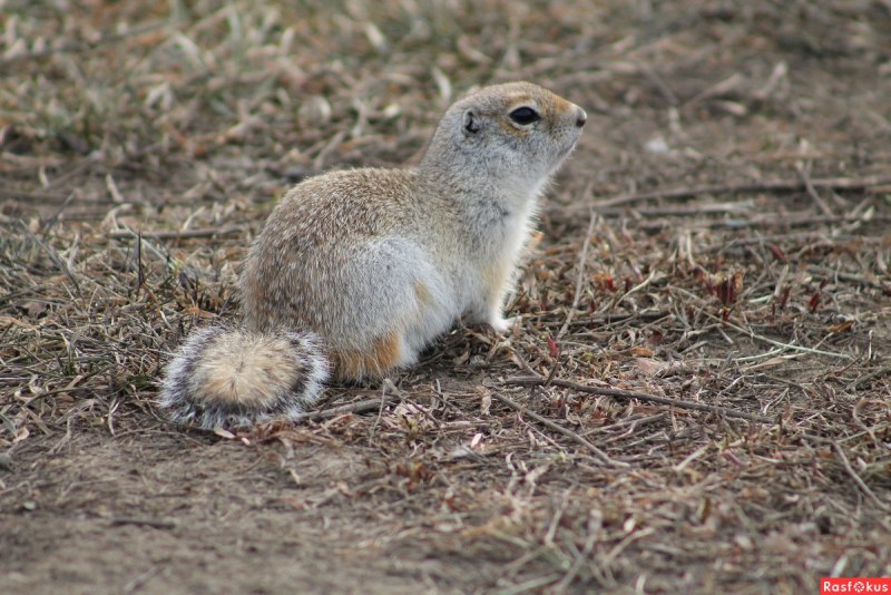 Сурок Мензбира