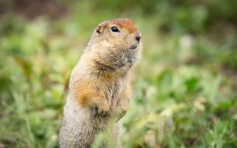 Поляна Эммануэля суслики