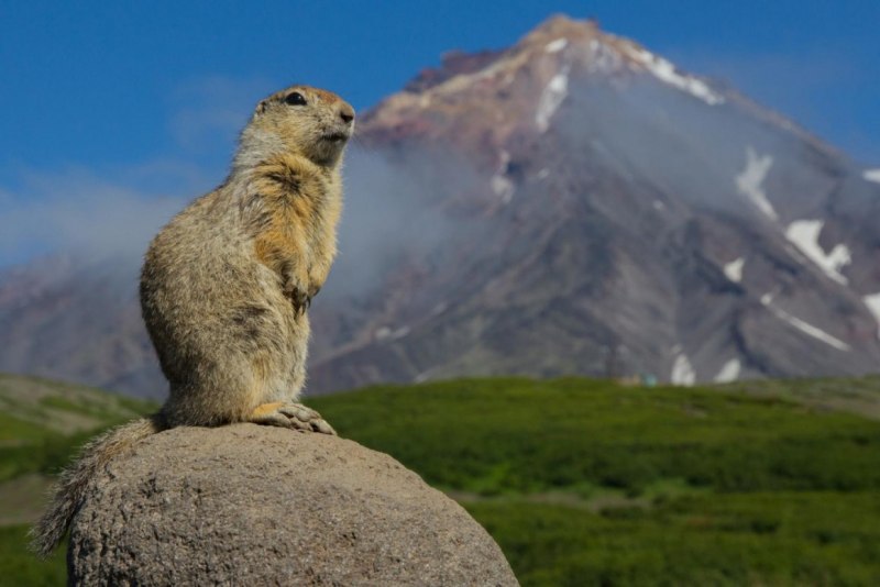 Берингийский суслик