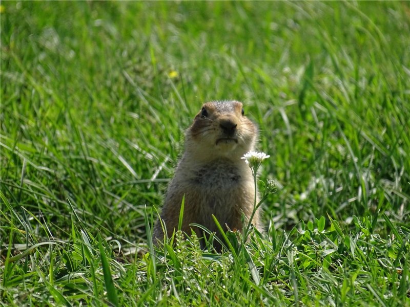 Алтайский длиннохвостый суслик