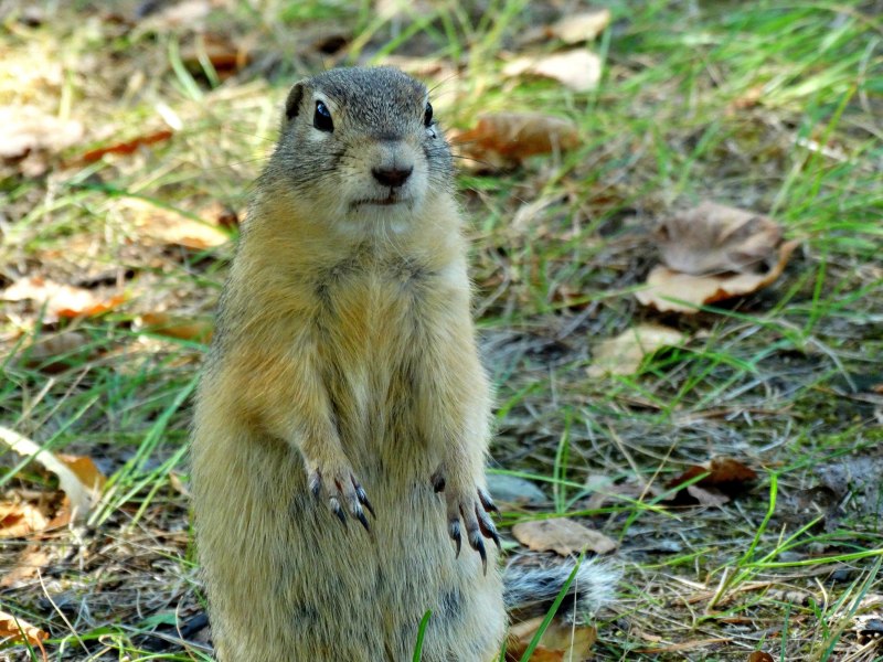 Евражка Магадан