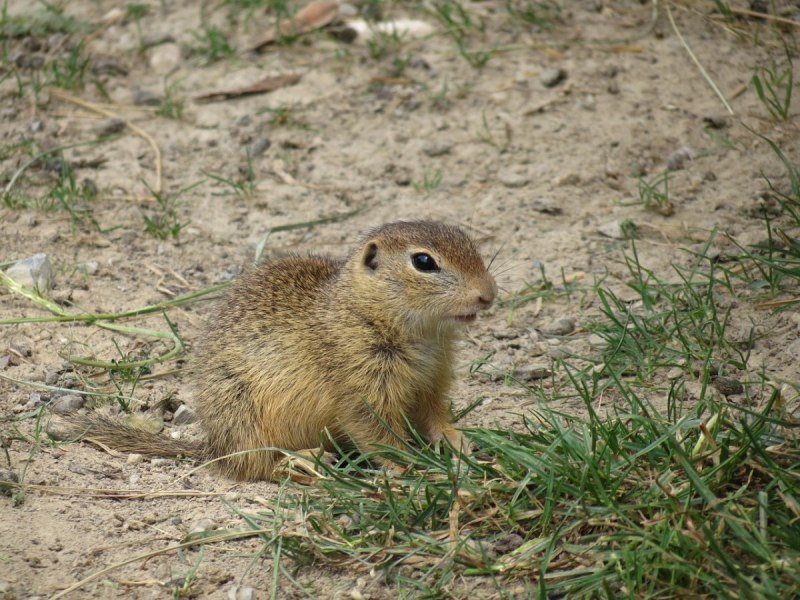 Камчатский суслик евражка