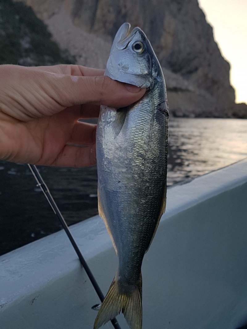 Рыба черное море луфарик