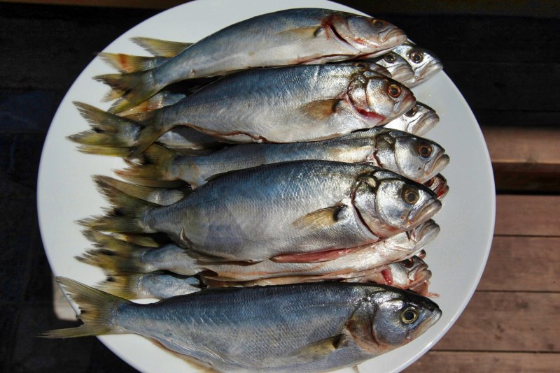 Черноморская Пиранья луфарь